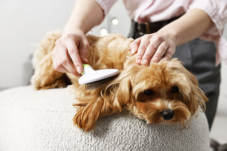 Woman brushing dog's hair at pouf indoors, closeup. Pet groomingの写真素材