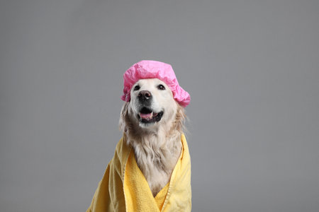 Cute funny dog with shower cap and towel on grey backgroundの写真素材