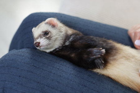 Cute ferret resting on owner's knees, closeupの写真素材