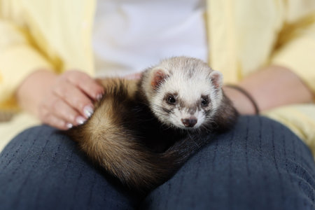 Woman with cute ferret, closeup. Domestic petの写真素材
