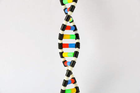 One DNA structure model on white backgroundの写真素材