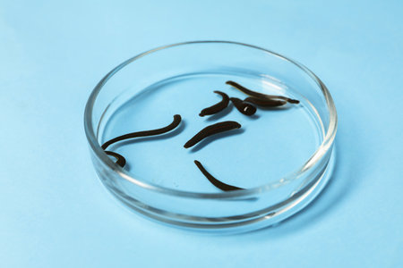 Medicinal leeches in Petri dish on light blue background, closeupの写真素材