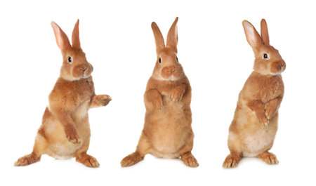 Cute fluffy bunny on white backgroundの写真素材