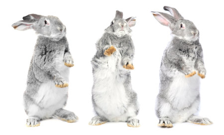 Cute grey rabbit on white backgroundの写真素材