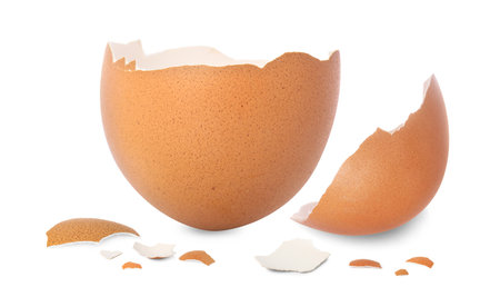Pieces of brown cracked egg shell on white backgroundの写真素材
