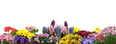 Gardening. Beautiful blooming potted flowers isolated on white, banner designの写真素材