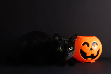 Cute cat and pumpkin shaped on black background. Adorable petの写真素材