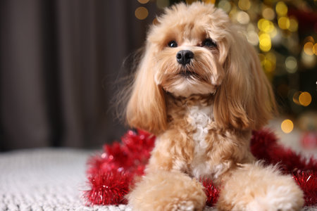 Cute dog with shiny tinsel on floor against blurred lights. Space for textの写真素材