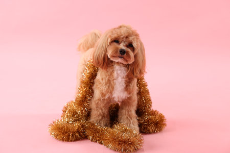 Cute dog with shiny tinsels on pink backgroundの写真素材