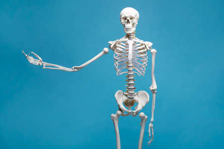 Artificial human skeleton model on light blue backgroundの写真素材
