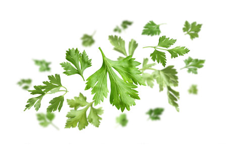 Fresh green parsley leaves in air on white backgroundの写真素材