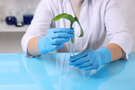 Biochemistry. Scientist working with plant at blue table in laboratory, closeupの写真素材