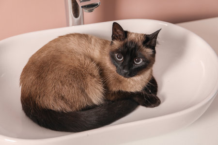 Adorable Thai cat in sink on white countertop near pink wallの写真素材