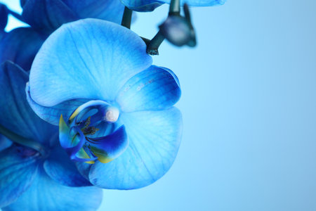 Beautiful blue orchid flower on color background, closeup. Space for textの写真素材