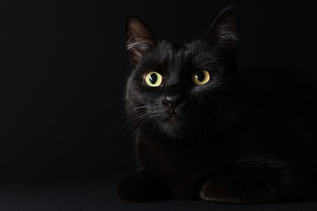 Cute cat on black background, closeup and space for text. Adorable petの写真素材