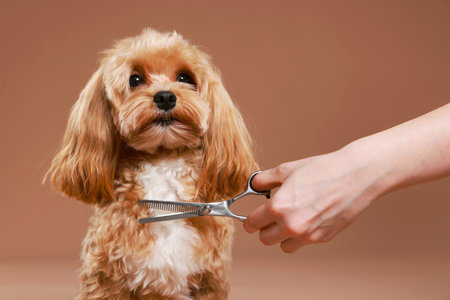 Woman with scissors and cute dog on brown background, closeup. Pet groomingの写真素材