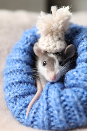 Adorable little rat with hat in blue sweater on faux fur, closeupの写真素材
