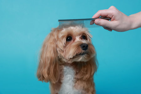 Woman brushing dog's hair with comb on light blue background, closeup. Pet grooming