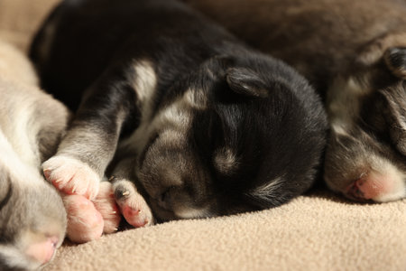 Tiny puppies sleeping together on beige blanket, closeupの写真素材