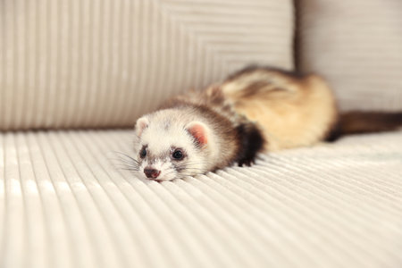 Cute ferret lying on sofa. Domestic petの写真素材