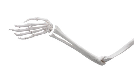 Artificial human skeleton model isolated on white, closeupの写真素材