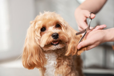 Woman cutting dog's hair with scissors indoors, closeup. Pet groomingの写真素材