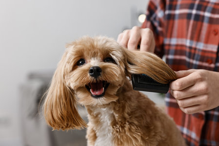 Woman brushing dog's hair indoors, closeup. Pet groomingの写真素材