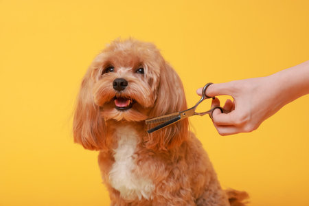 Woman cutting dog's hair with scissors on orange background, closeup. Pet groomingの写真素材