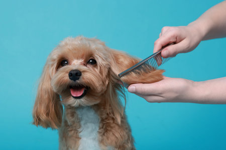 Woman brushing dog's hair with comb on light blue background, closeup. Pet groomingの写真素材