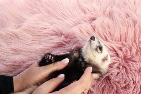 Woman with cute ferret on fluffy rug, closeupの写真素材