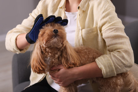 Woman brushing cute Maltipoo dog with grooming glove at home, closeupの写真素材