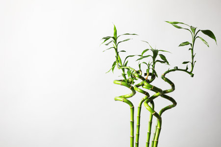 Decorative green bamboo stems on white background, space for textの写真素材