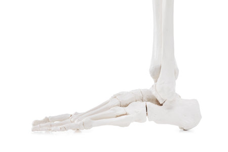 Artificial human skeleton model isolated on white, closeupの写真素材