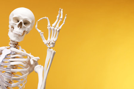 Human skeleton showing gesture on orange background, space for textの写真素材