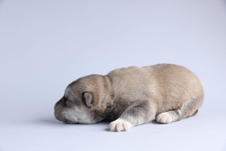 One tiny puppy sleeping on white backgroundの写真素材