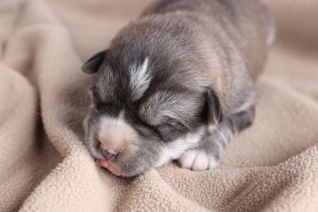 One tiny puppy sleeping on beige blanket, closeupの写真素材