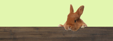 Cute fluffy bunny peeking out from wooden fence on light green background. Banner design with space for textの写真素材