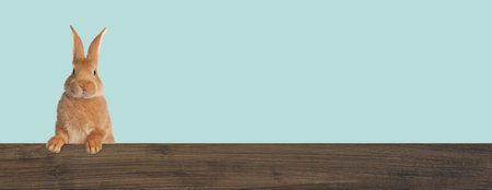 Cute fluffy rabbit peeking out from wooden fence on light blue background. Banner design with space...