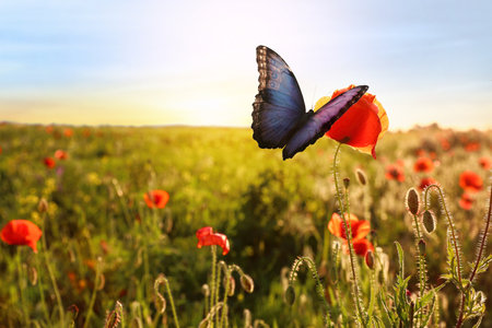 Beautiful butterfly flying to blooming poppy flower in meadow at sunrise. Picturesque natureの写真素材