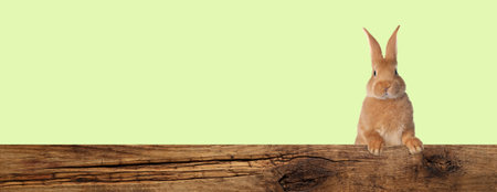 Cute fluffy rabbit peeking out from wooden fence on light green background. Banner design with space for textの写真素材