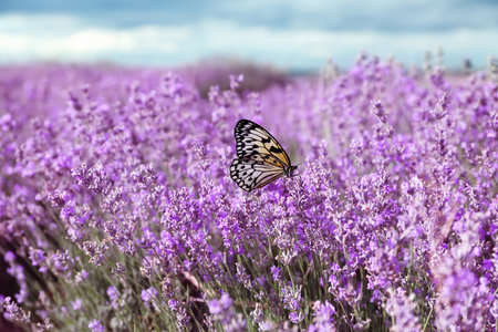 Beautiful butterfly on blooming lavender meadow outdoors. Picturesque natureの写真素材