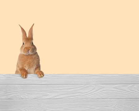 Cute fluffy rabbit peeking out from white wooden fence on beige background, space for textの写真素材