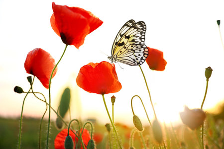 Beautiful butterfly on blooming poppy flower in meadow at sunrise. Picturesque natureの写真素材