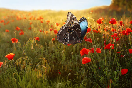 Beautiful butterfly on blooming poppy meadow outdoors. Picturesque natureの写真素材