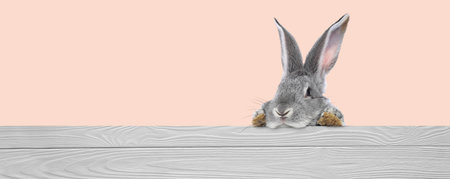 Cute fluffy rabbit peeking out from wooden fence on pink background. Banner design with space for textの写真素材