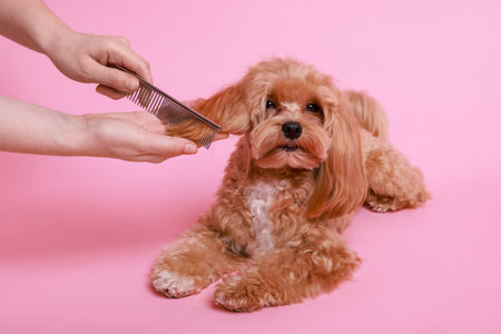 Woman brushing dog's hair with comb on pink background, closeup. Pet groomingの写真素材