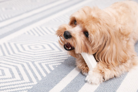 Cute dog with chew bone on floor at home, space for textの写真素材