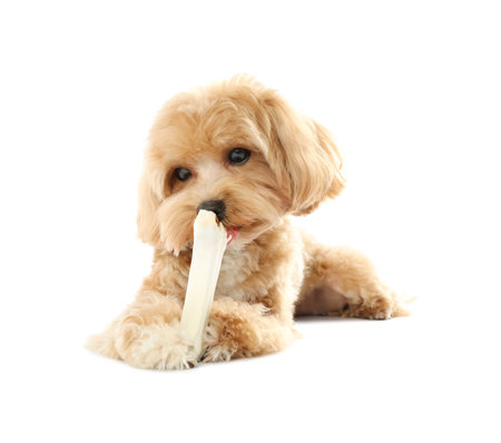 Cute dog with chew bone on white backgroundの写真素材