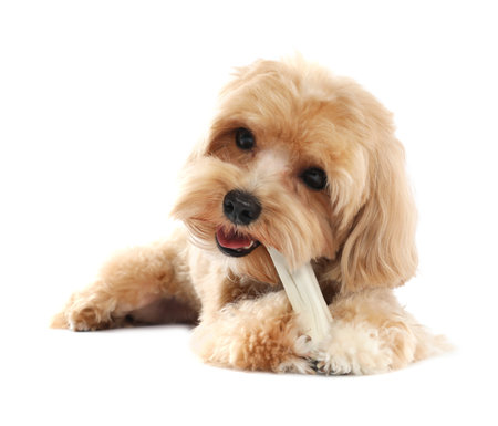 Cute dog with chew bone on white backgroundの写真素材
