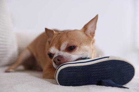 Cute chihuahua dog chewing shoe on sofa indoors, closeupの写真素材